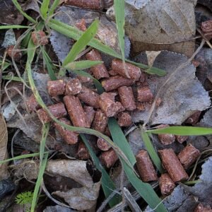 MUSTANG BABY CORN ROBIN RED