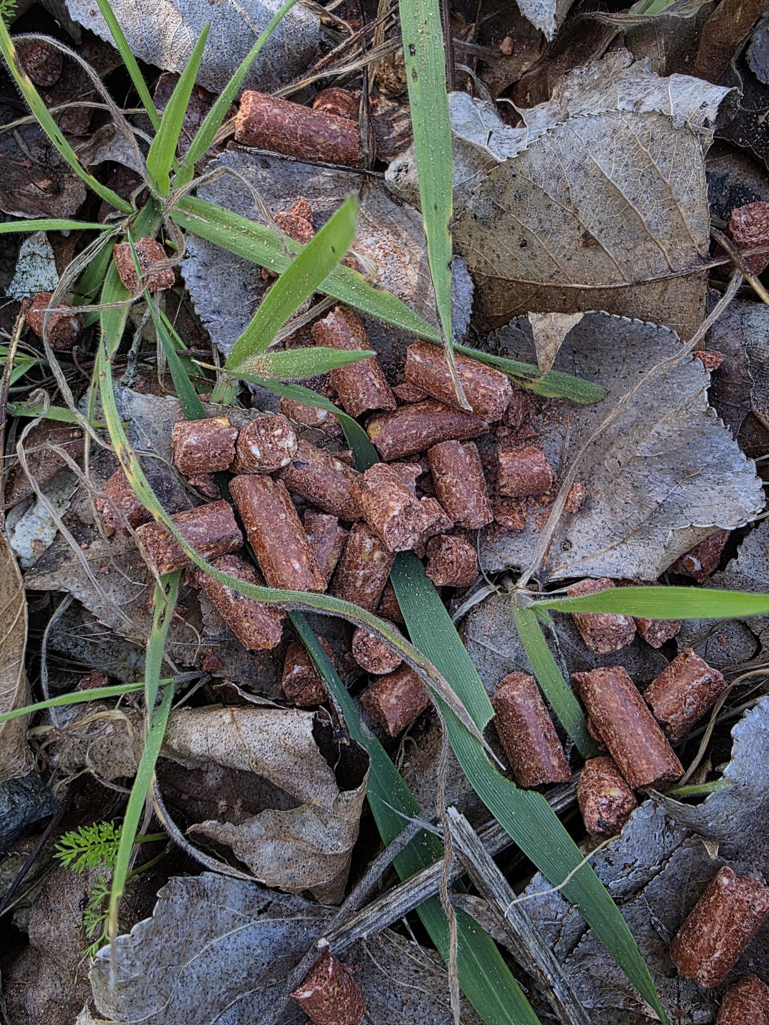 MUSTANG BABY CORN ROBIN RED